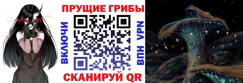 Купить где  Острогожск  Галлюциногенные грибы Cubensis 